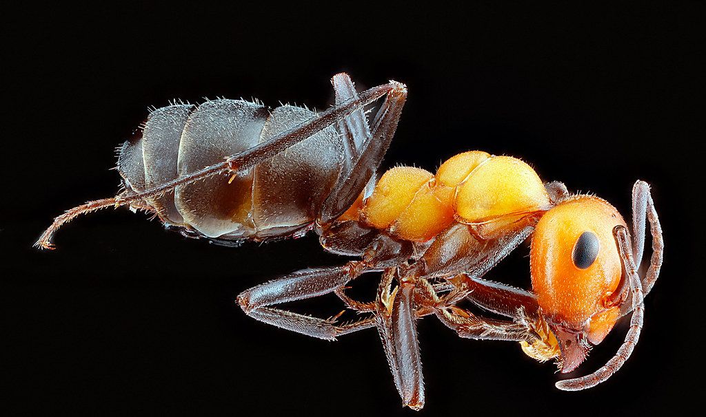 Ant Control service in Aspen Hill, MD