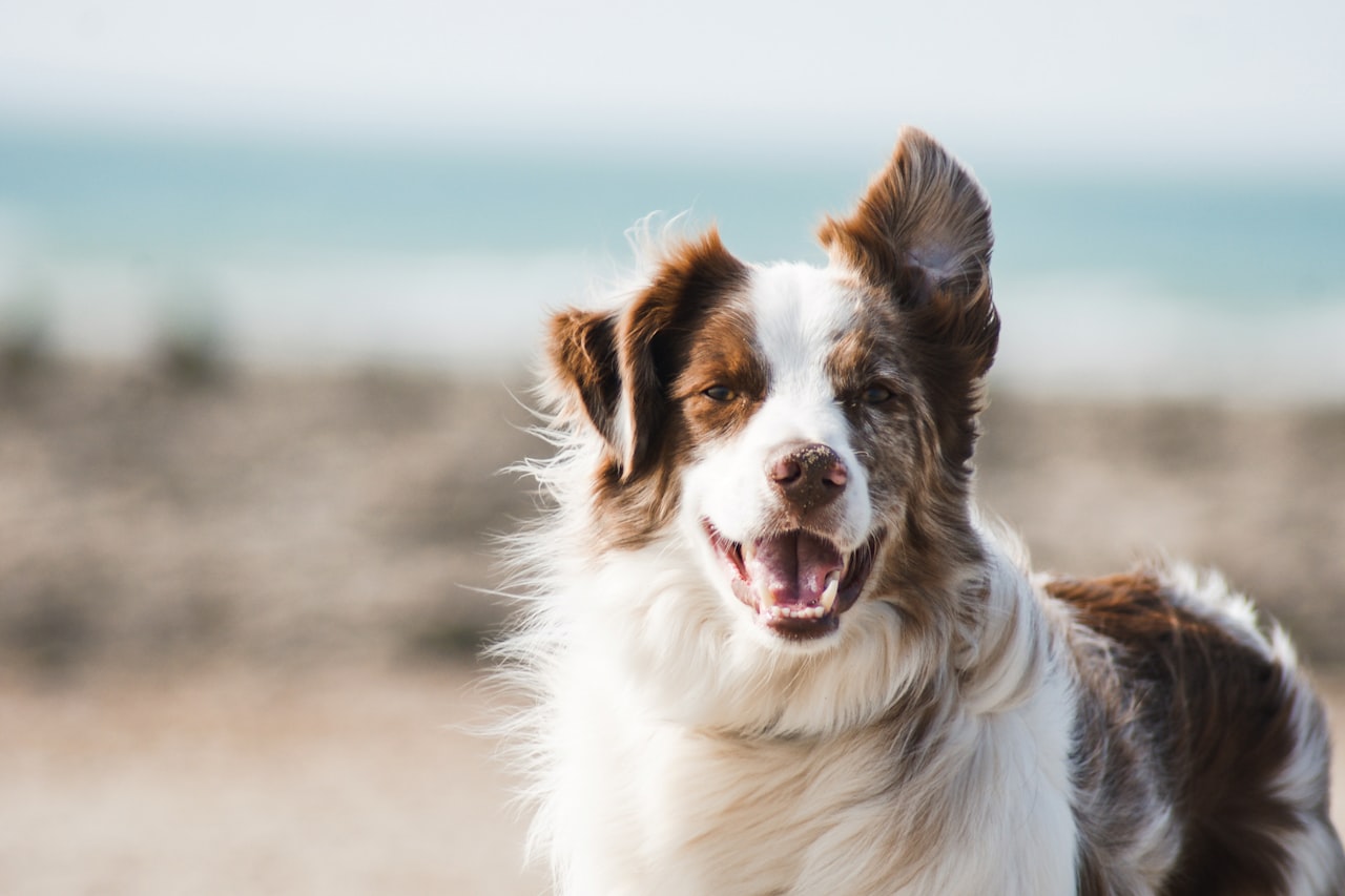 Flea & Tick Control service in Aspen Hill, MD