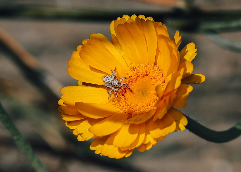 Spider Control service in Aspen Hill, MD